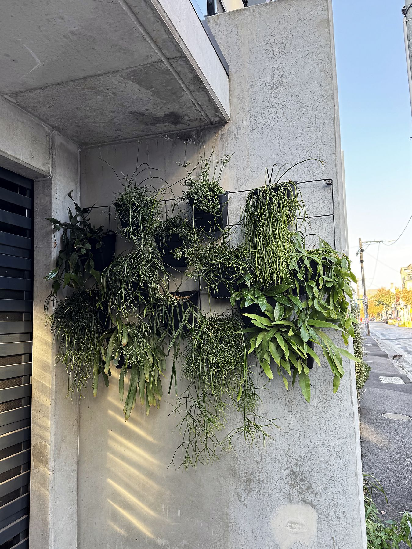A living green wall on a concrete entrance