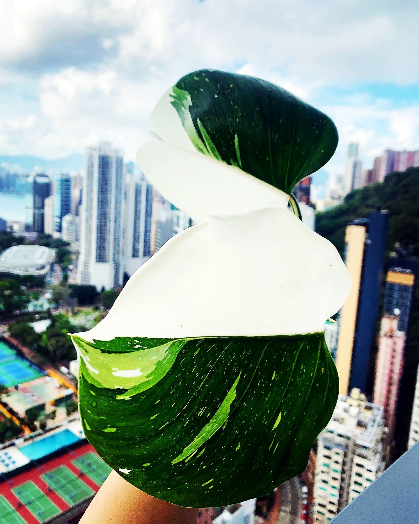 A rare variegated Monstera against the Hong Kong skyline